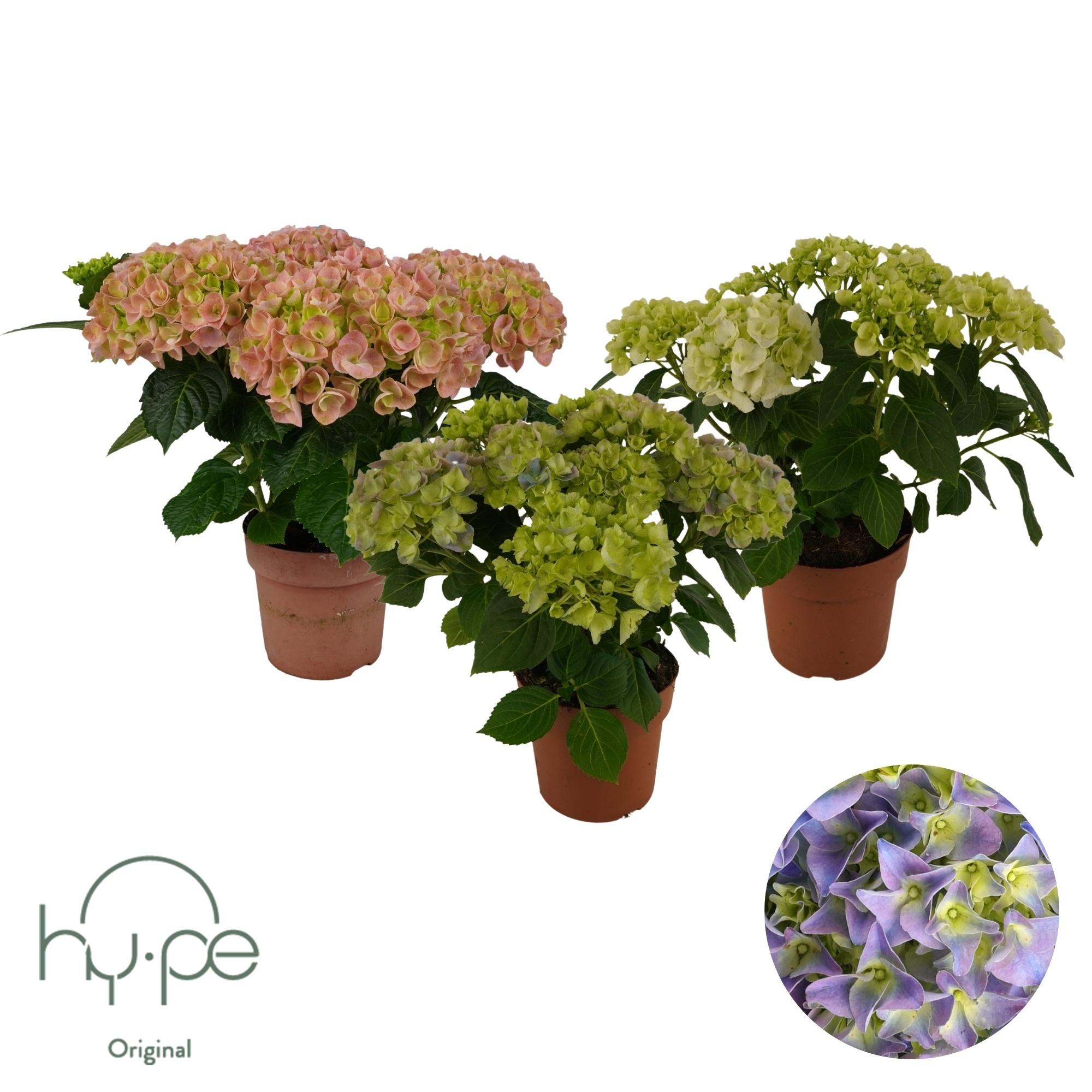 Hydrangea Mophead Mix 5+ | Hy-pe Original, D 14