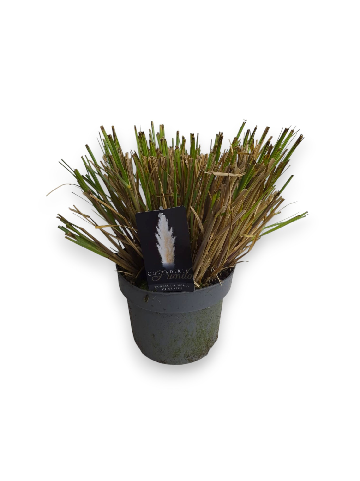 Cortaderia selloana 'Pumila' C5/P23, D 23