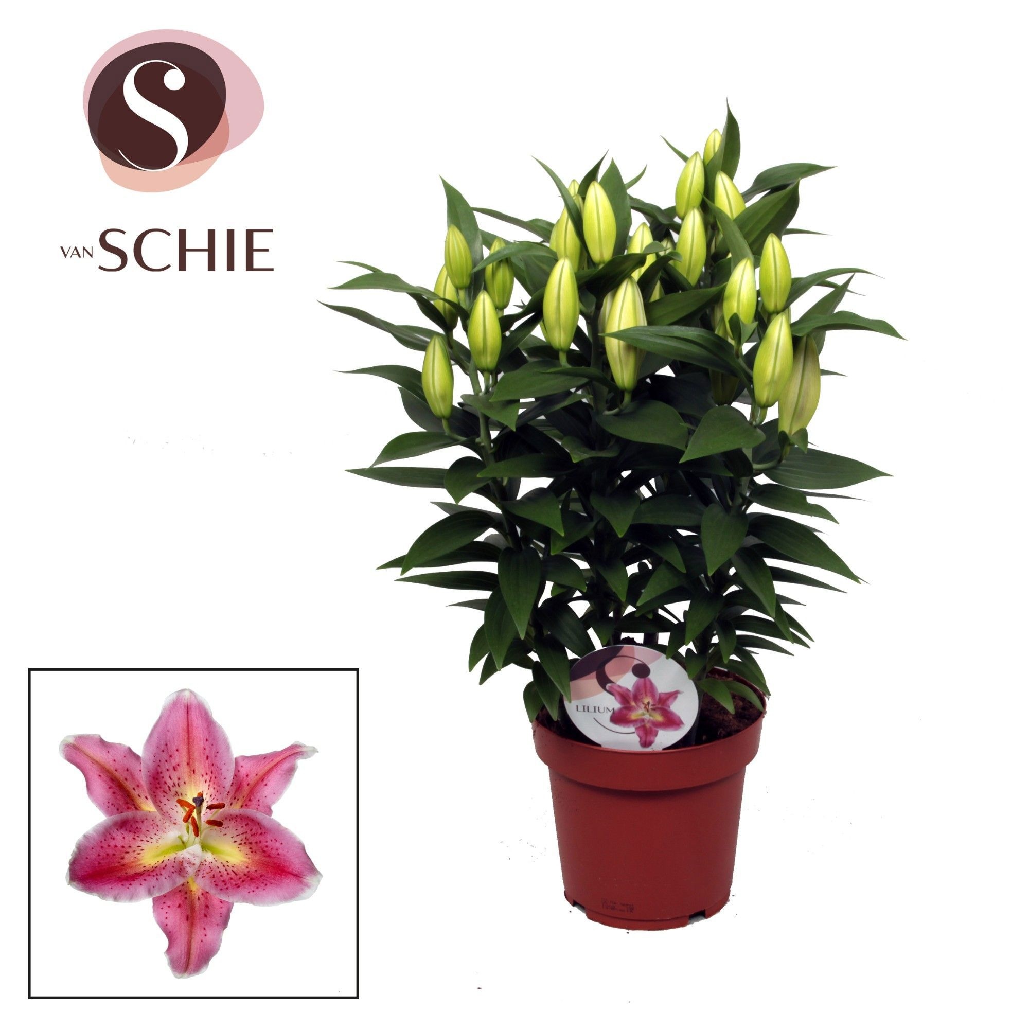 Lilium Or Reeleeze 19cm, D 19