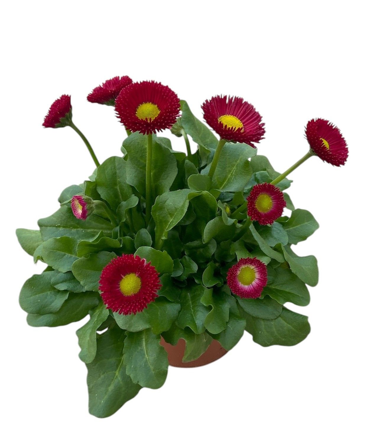 Bellis perennis Red, D 12
