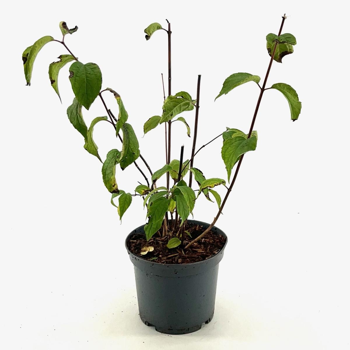 Philadelphus 'Starbright', D 19