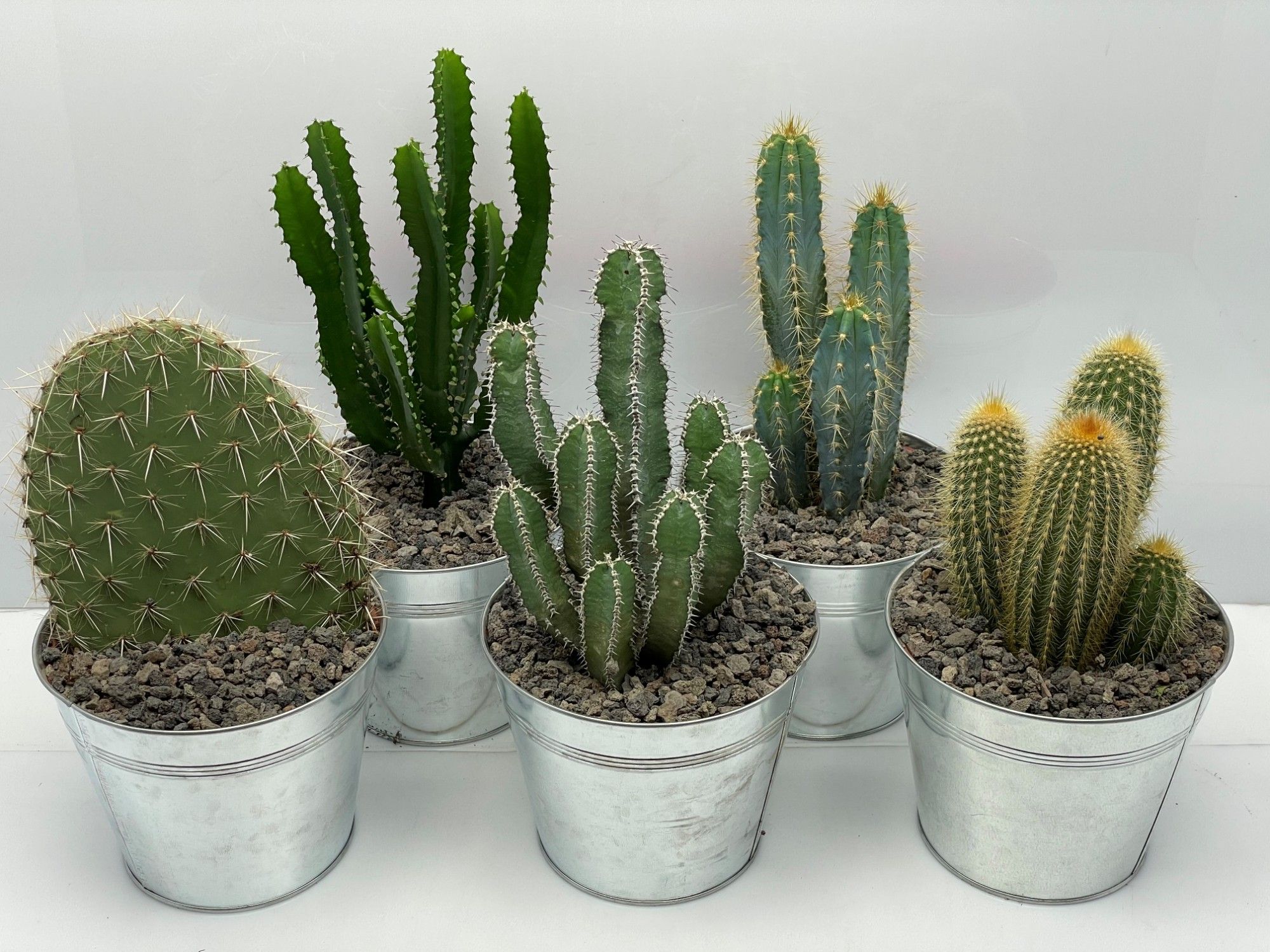 219 Cactus in zink met grind 19 cm, D 19