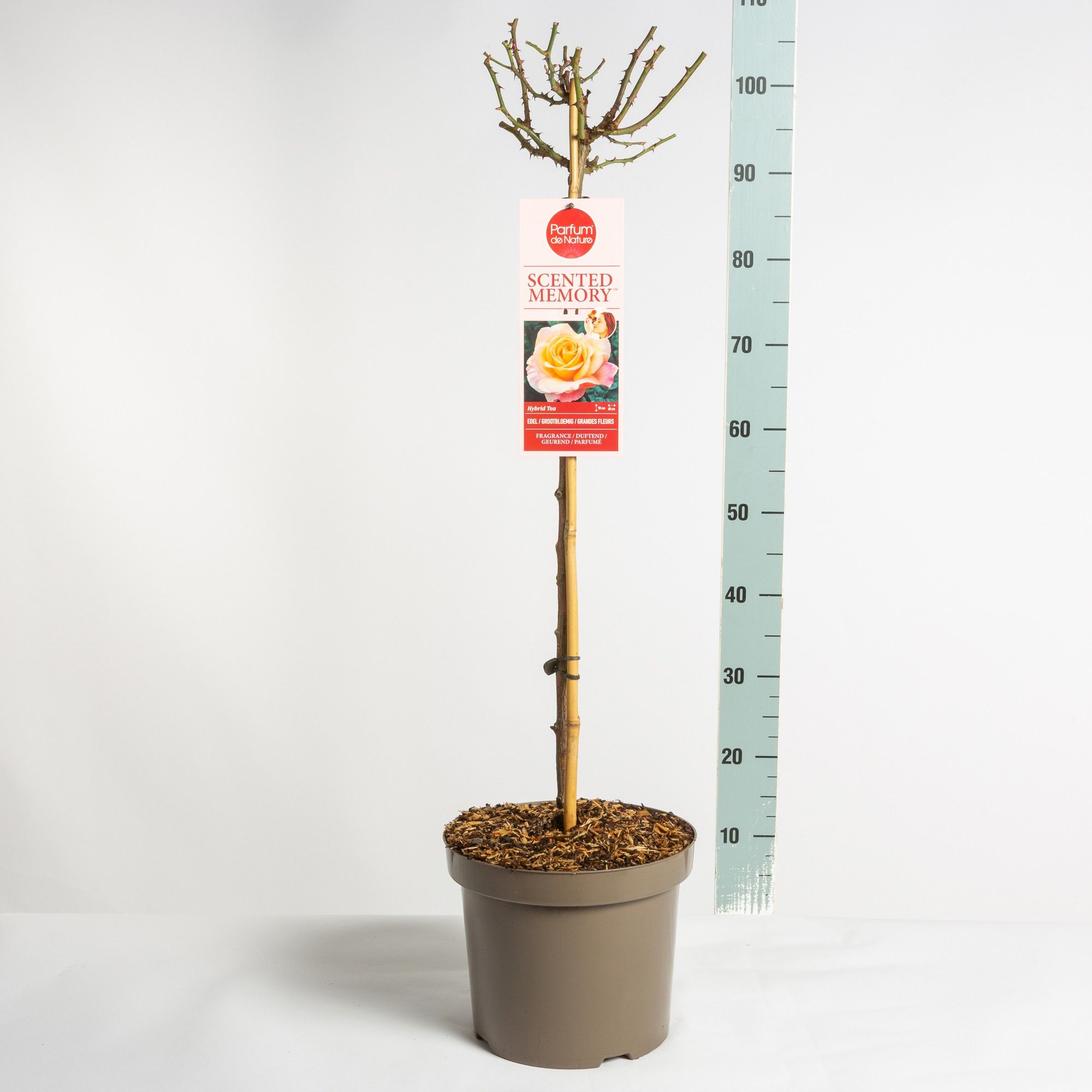 Parfum de Nature Scented Memory ®, stam 70, C7.5, D 26