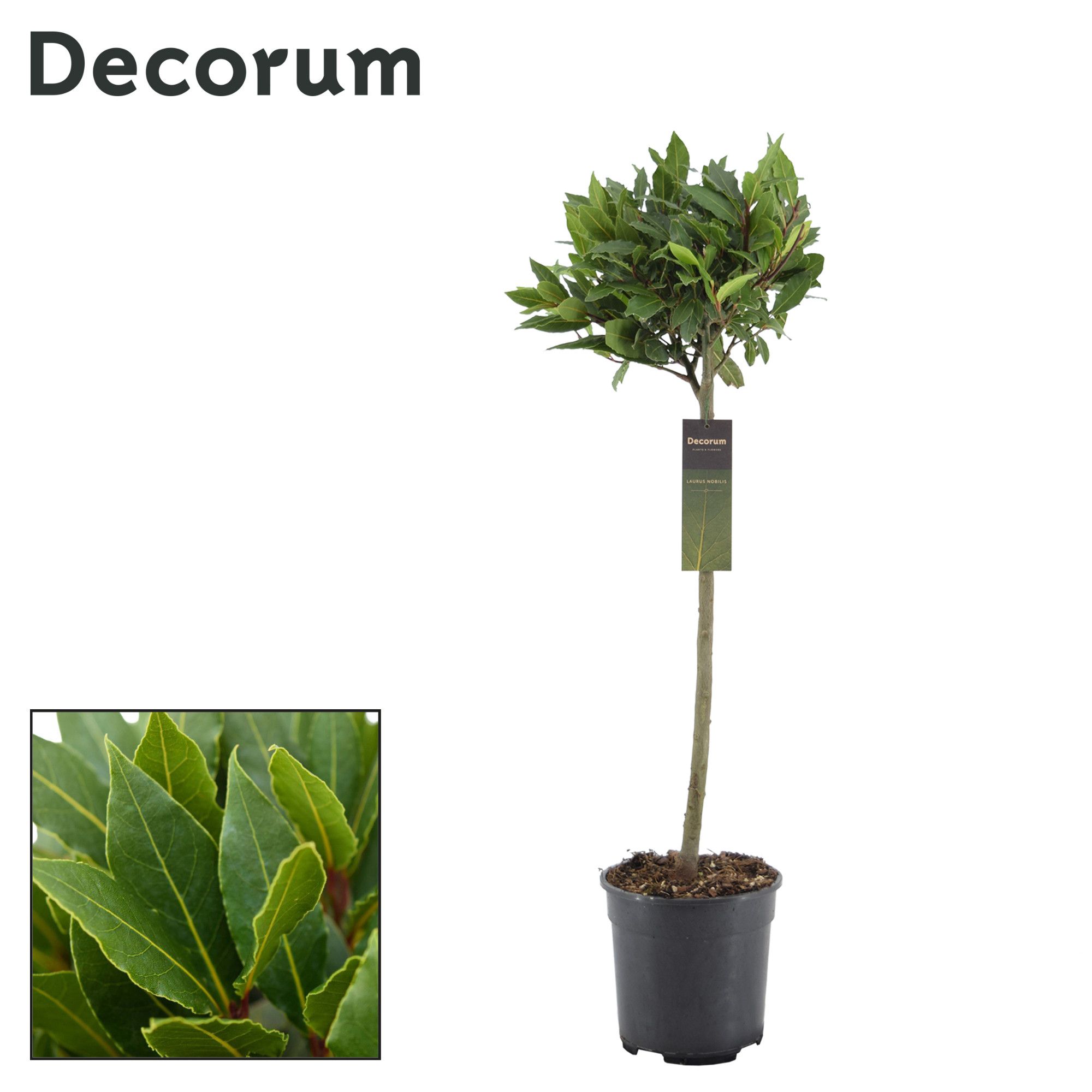 Laurus nobilis Bol op stam, D 20