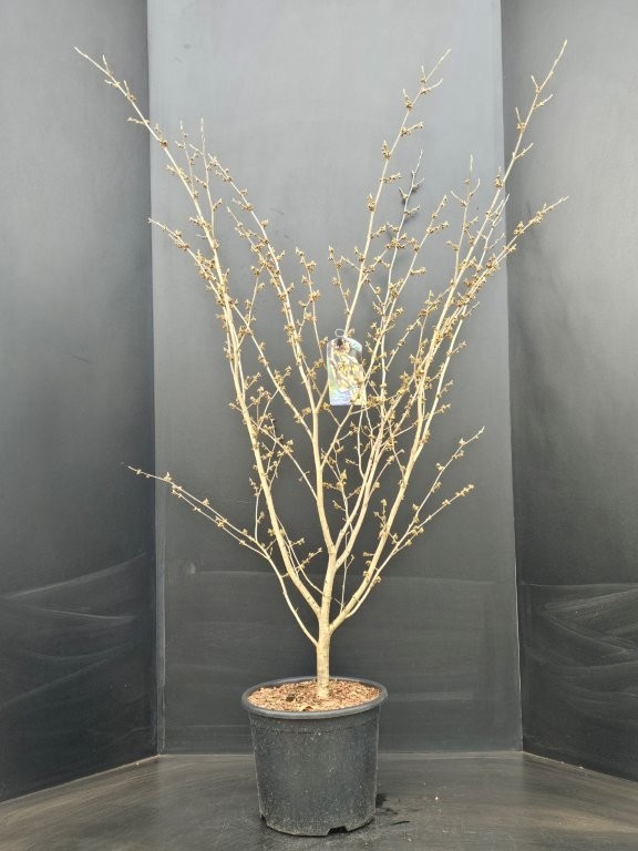 Hamamelis intermedia Arnold Promise, D 32