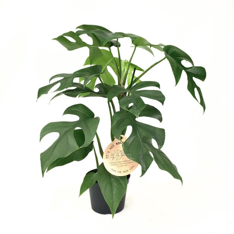 MONSTERA MINIMA, D 12 cm