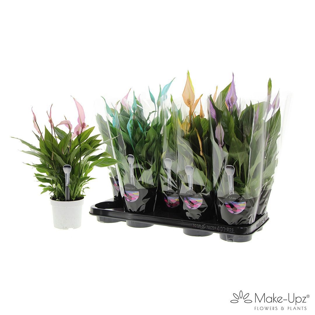 Spathiphyllum 13 cm Bellini Make Upz Mix, D 13
