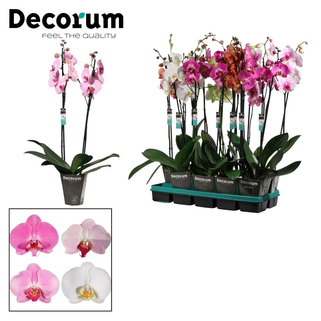 Phalaenopsis 2 tak 18+ East Europe mix (Decorum), D 12