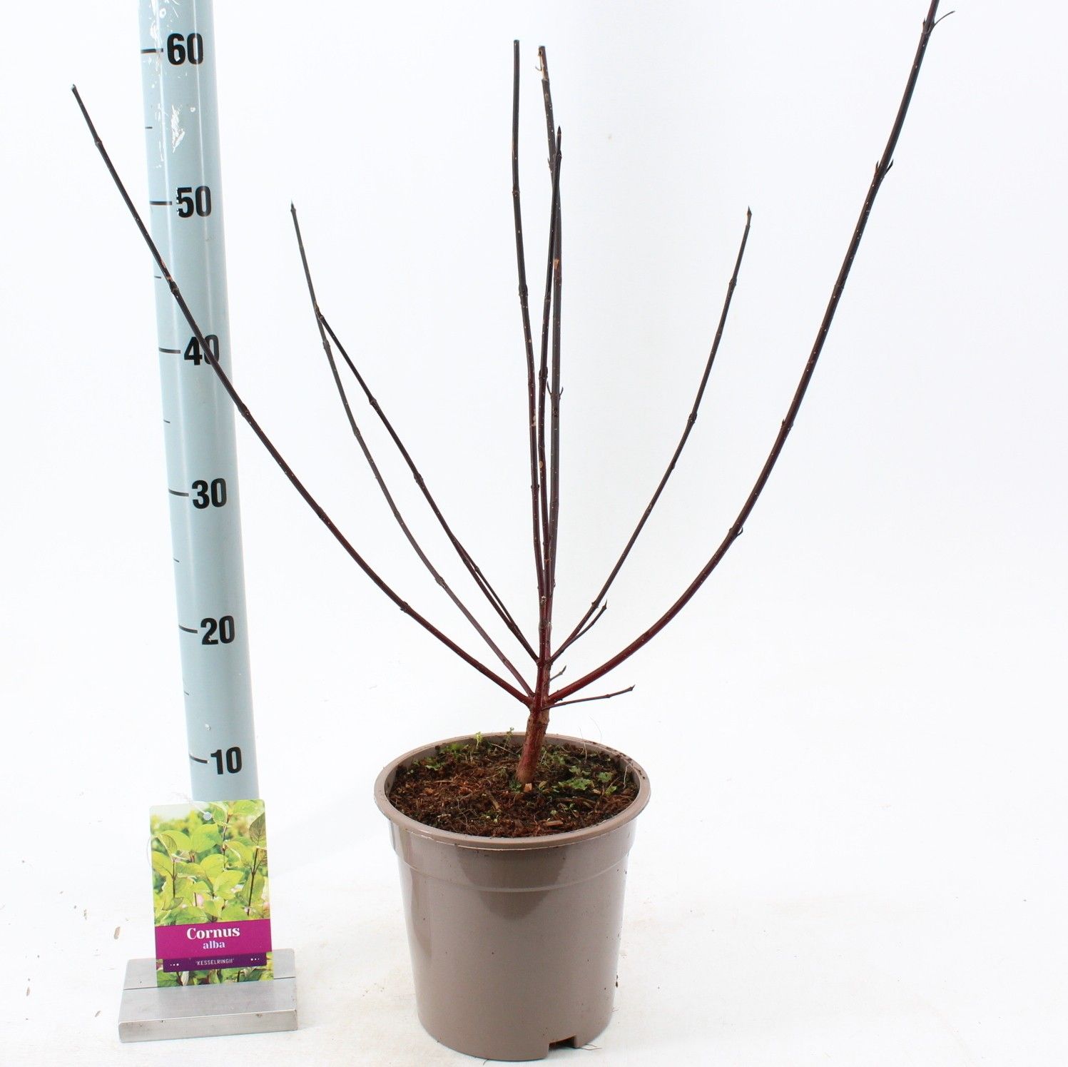 Cornus alba 'Kesselringii', D 17