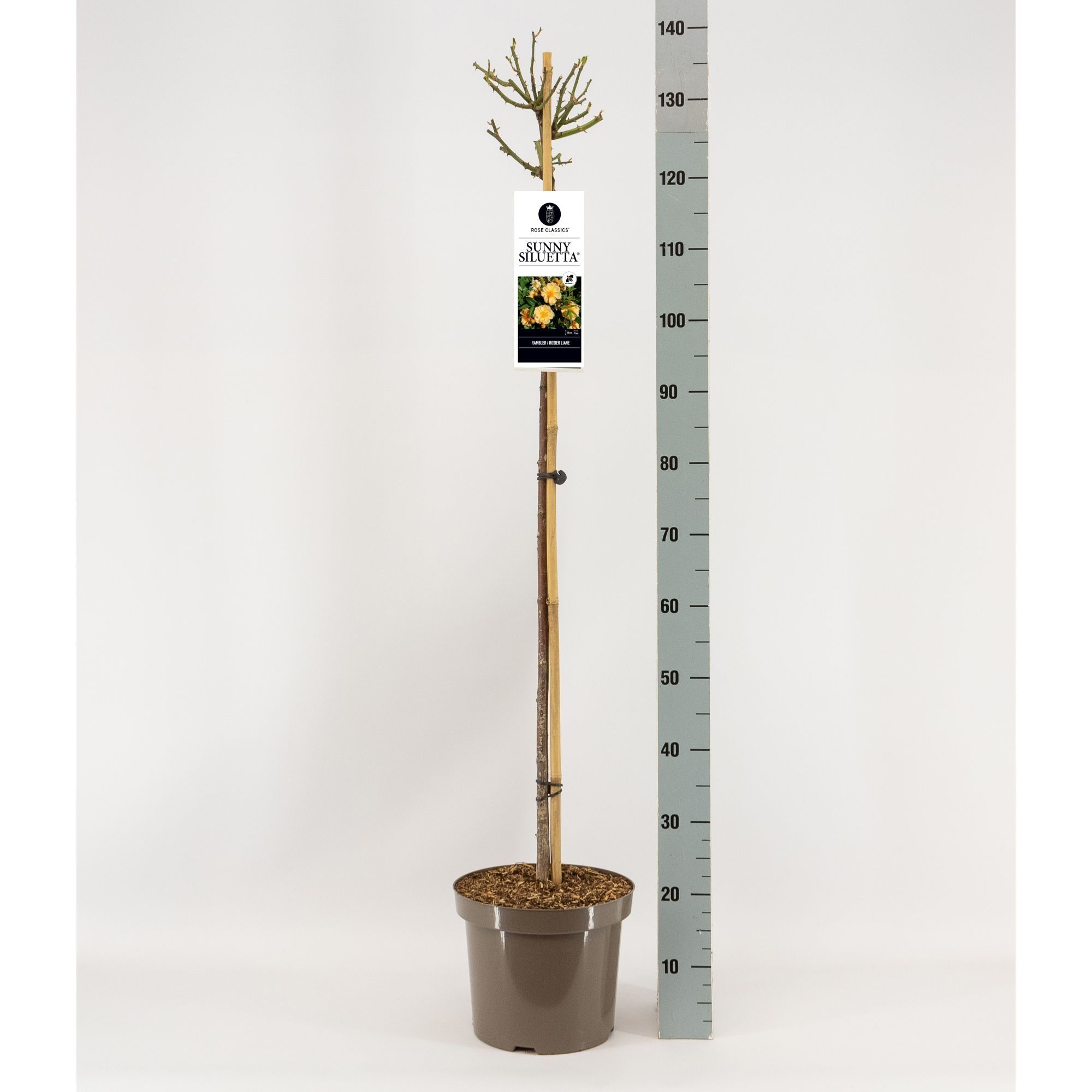 Rosa Sunny Siluetta ®, treurstam 110, C7.5, D 26