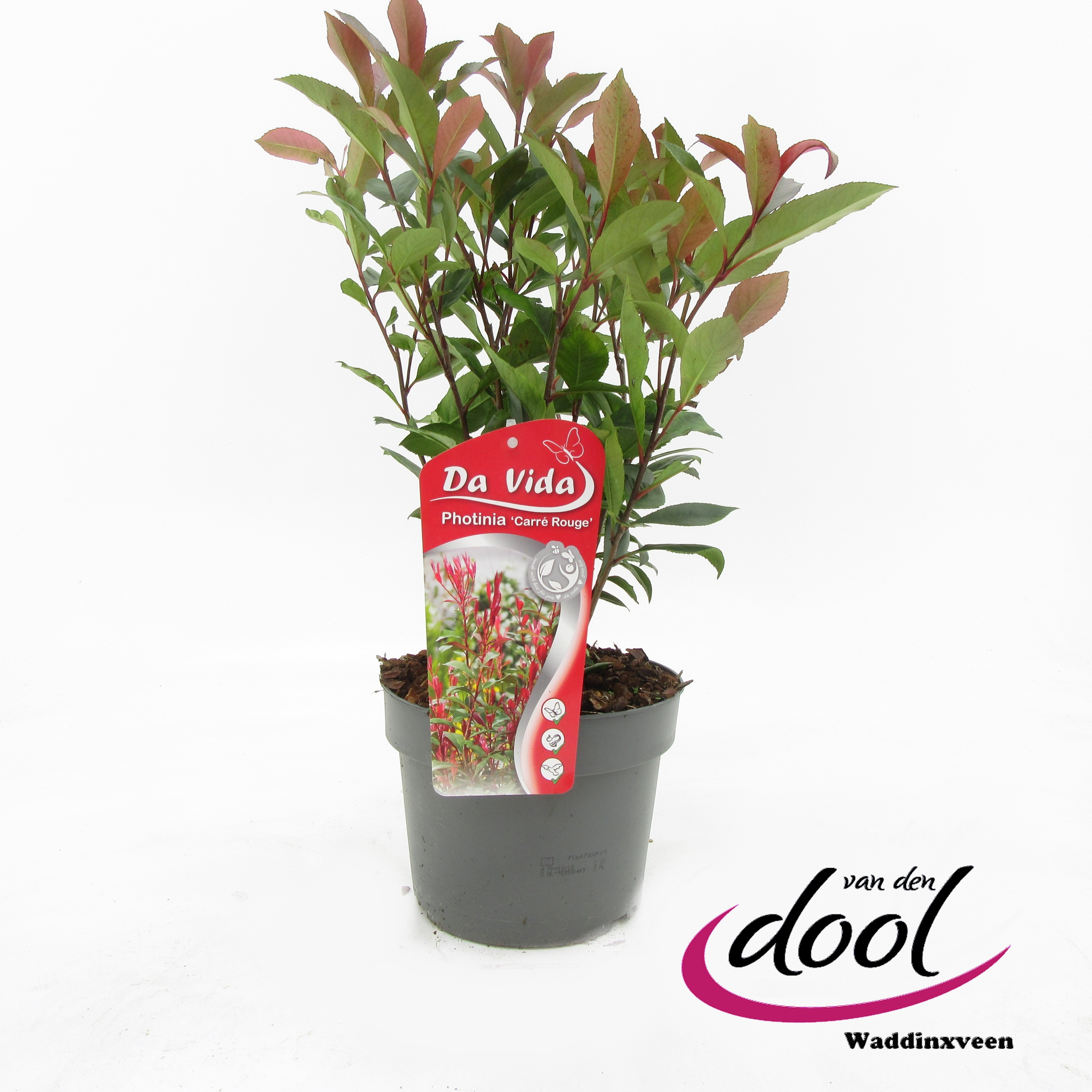 Photinia fr. Carré Rouge, D 19