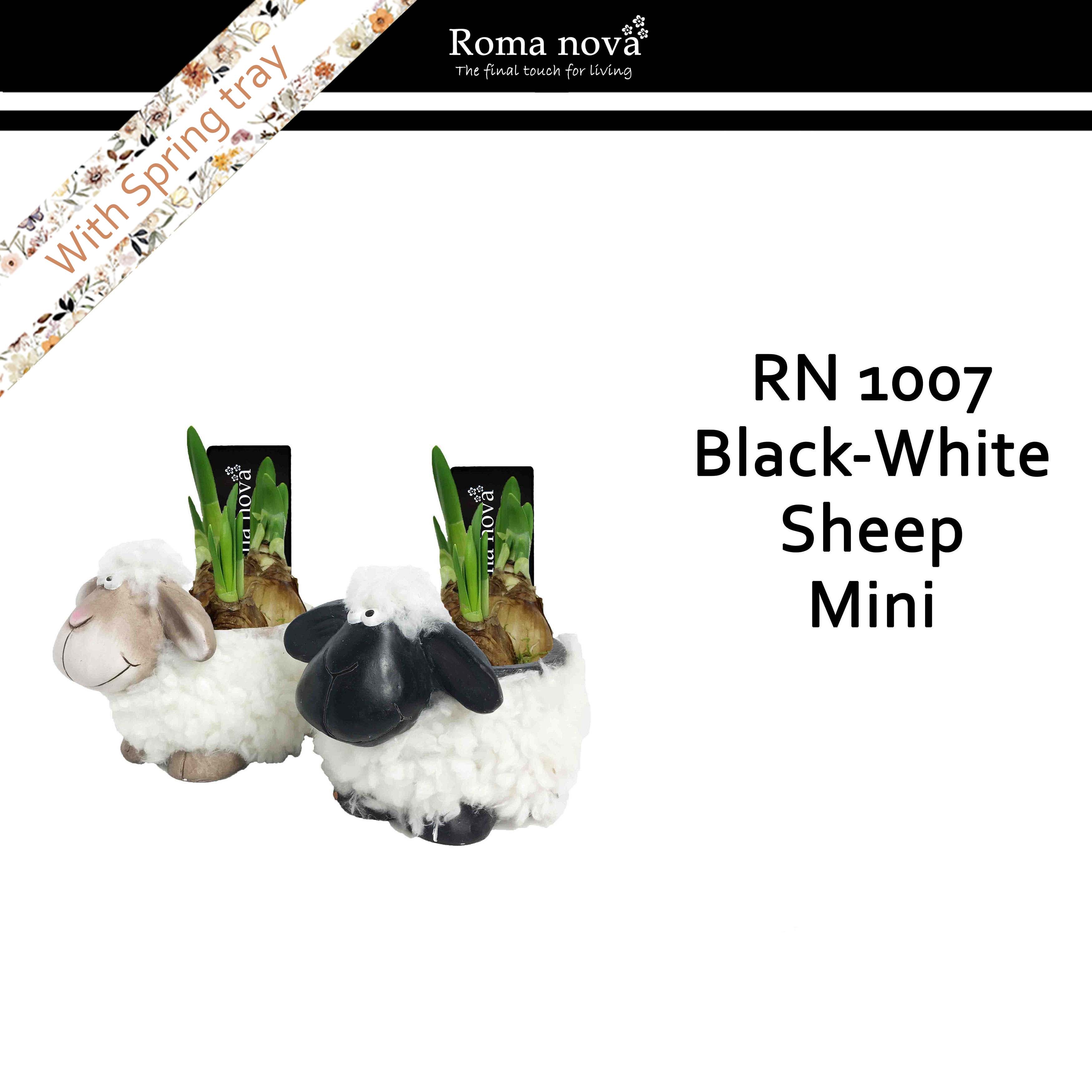 1007 - Black white sheep mini (Tete a Tete), D 12