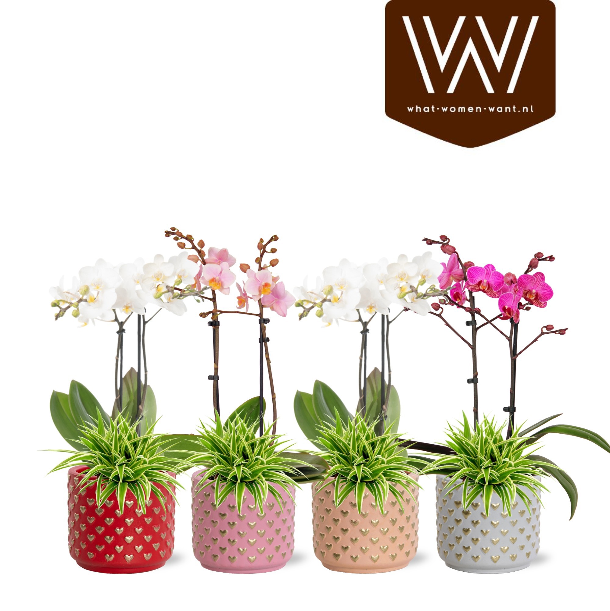 Collectie "Sympathetic Moods" - Arrangement in pot Kaya, D 12