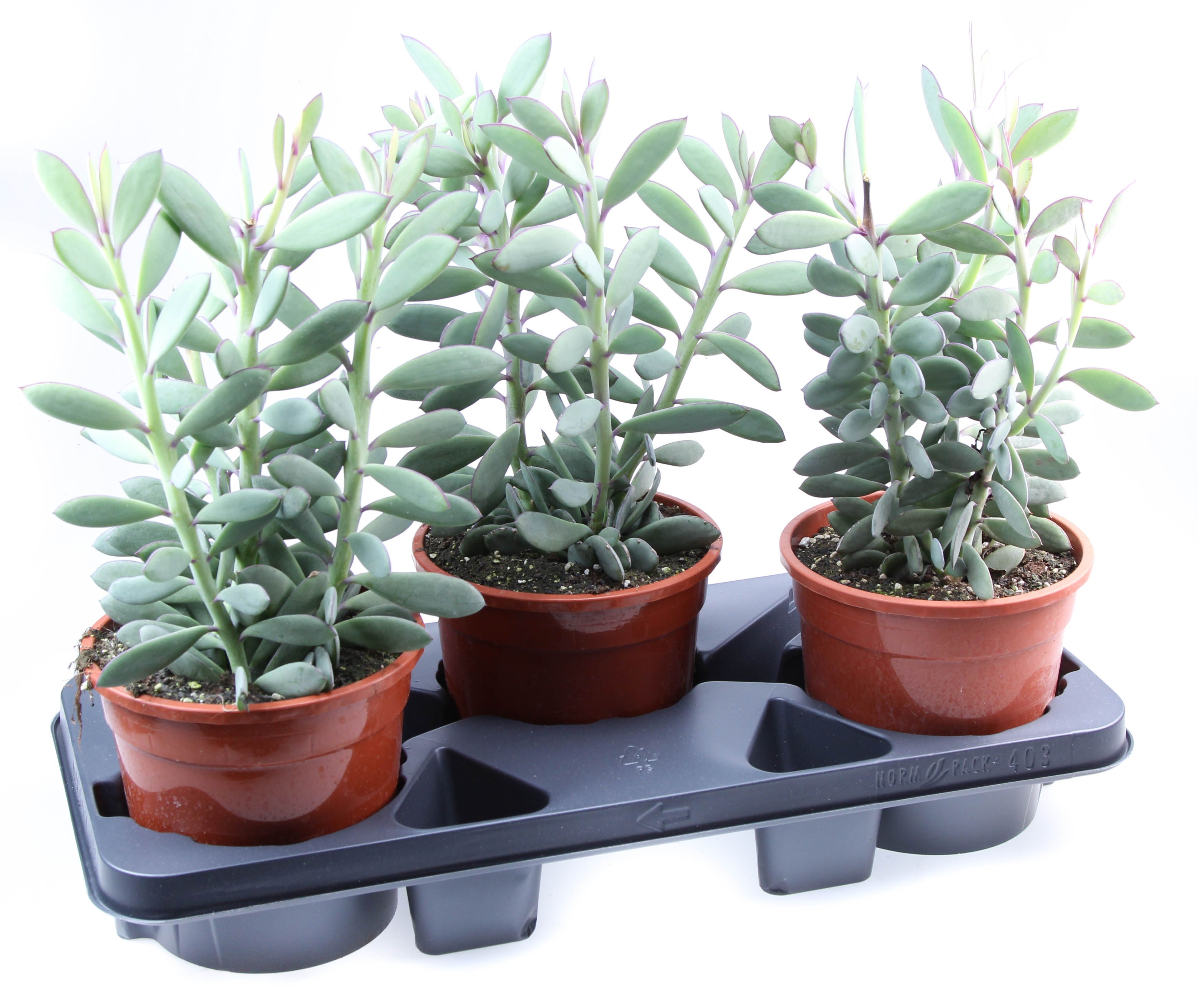 Senecio Crasissimus, D 17