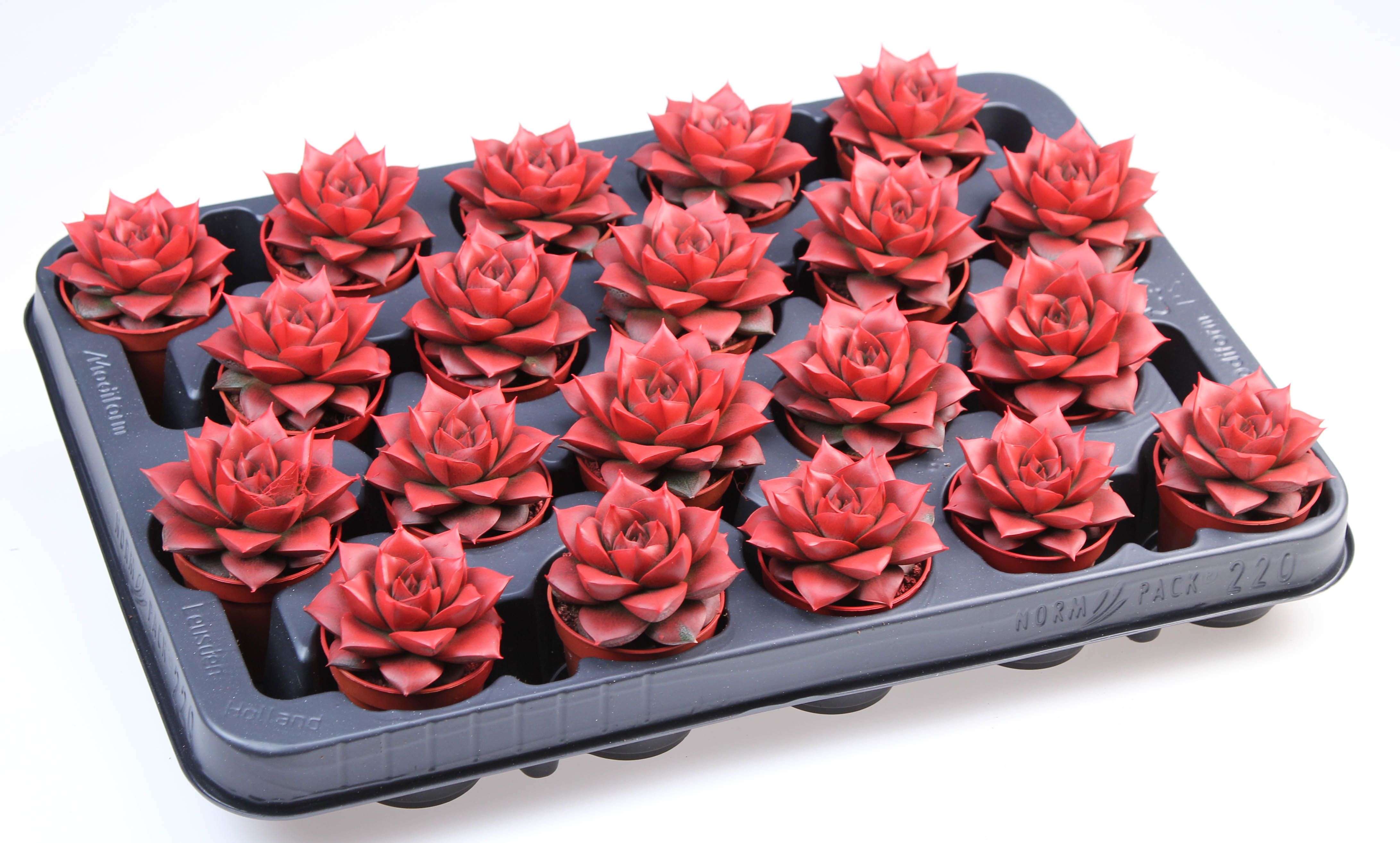 Rainbow purper red, D 5,5