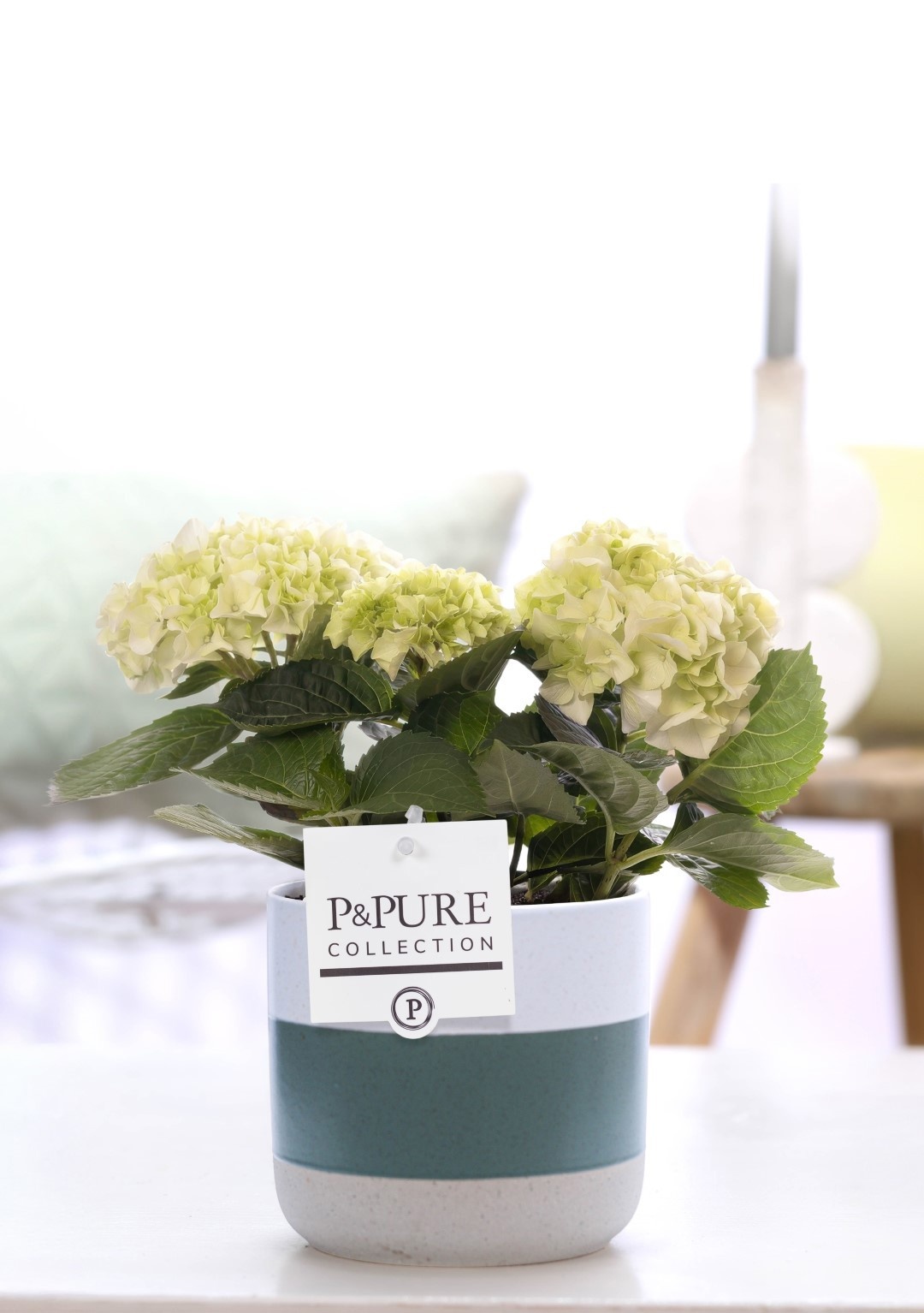 Hydrangea white in P&PURE Lauren ceramics, D 10