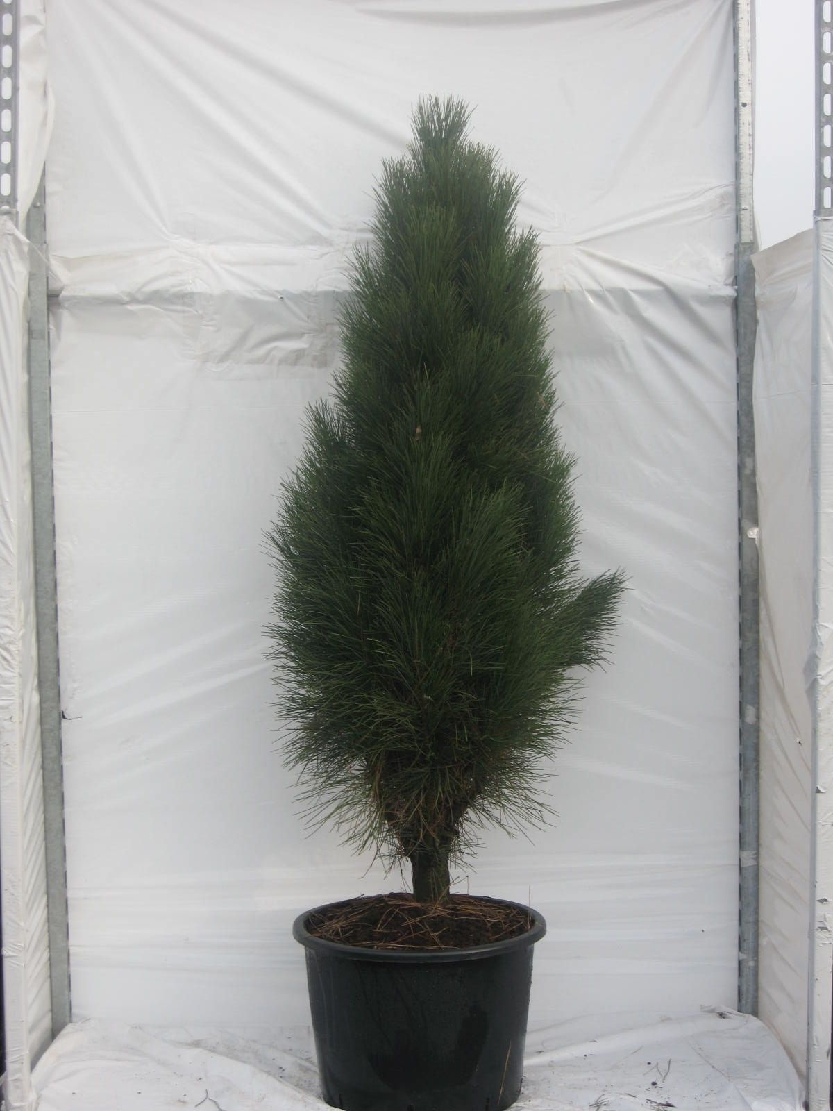 Pinus nigra Pyramidalis, D 34
