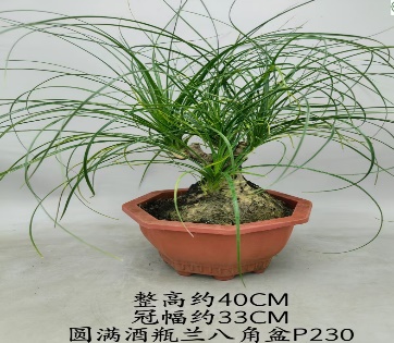 Нолина бокарнея бранч 23 45 (предзаказ)