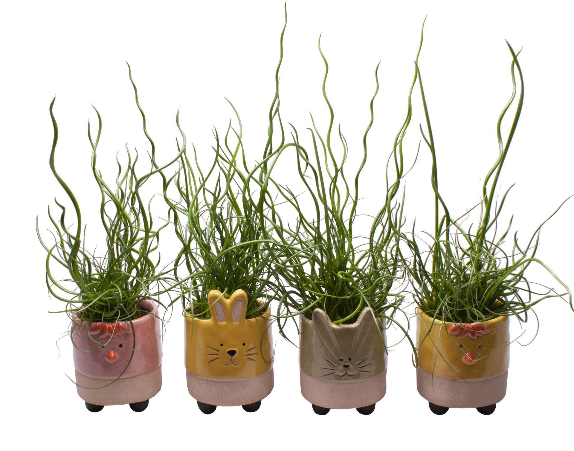 L 65503 with Juncus Spiralis, D 6