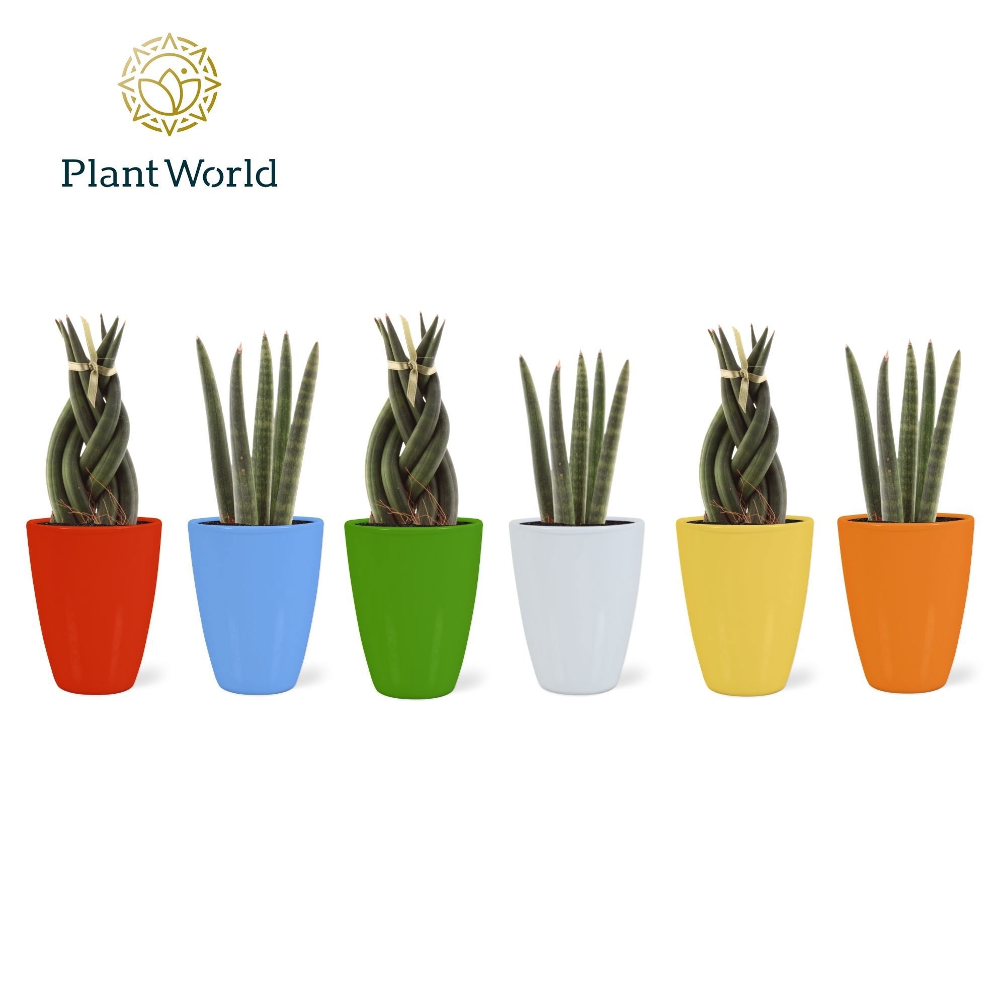 Sansevieria mix: Twist-Spaghetti in keramiek Osaka, D 6