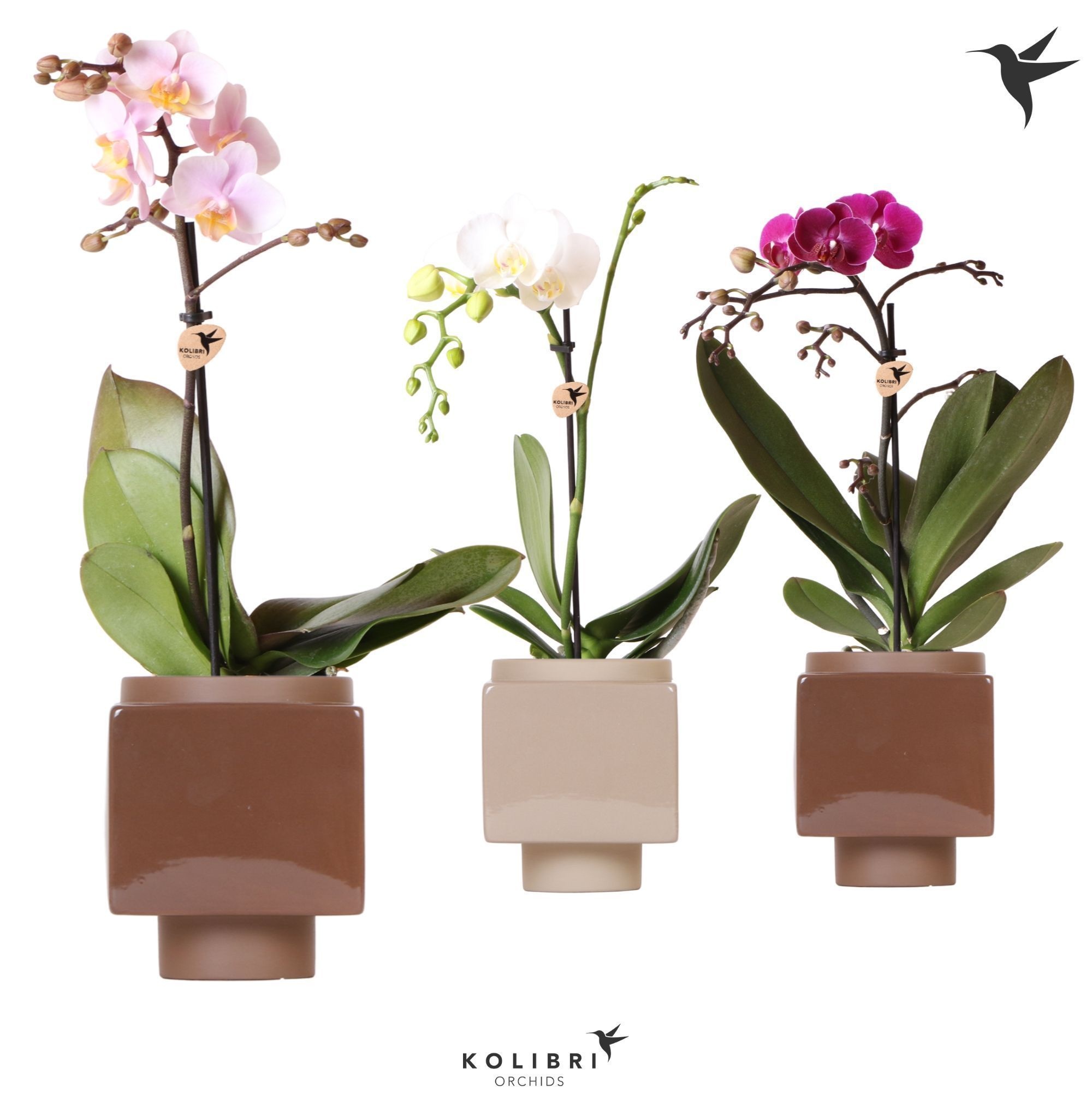 Kolibri Orchids Phalaenopsis Mix 1 spike in Cube Brown pot, D 9
