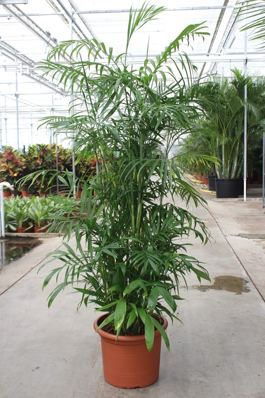 Chamaedorea Seifrizii, D 45