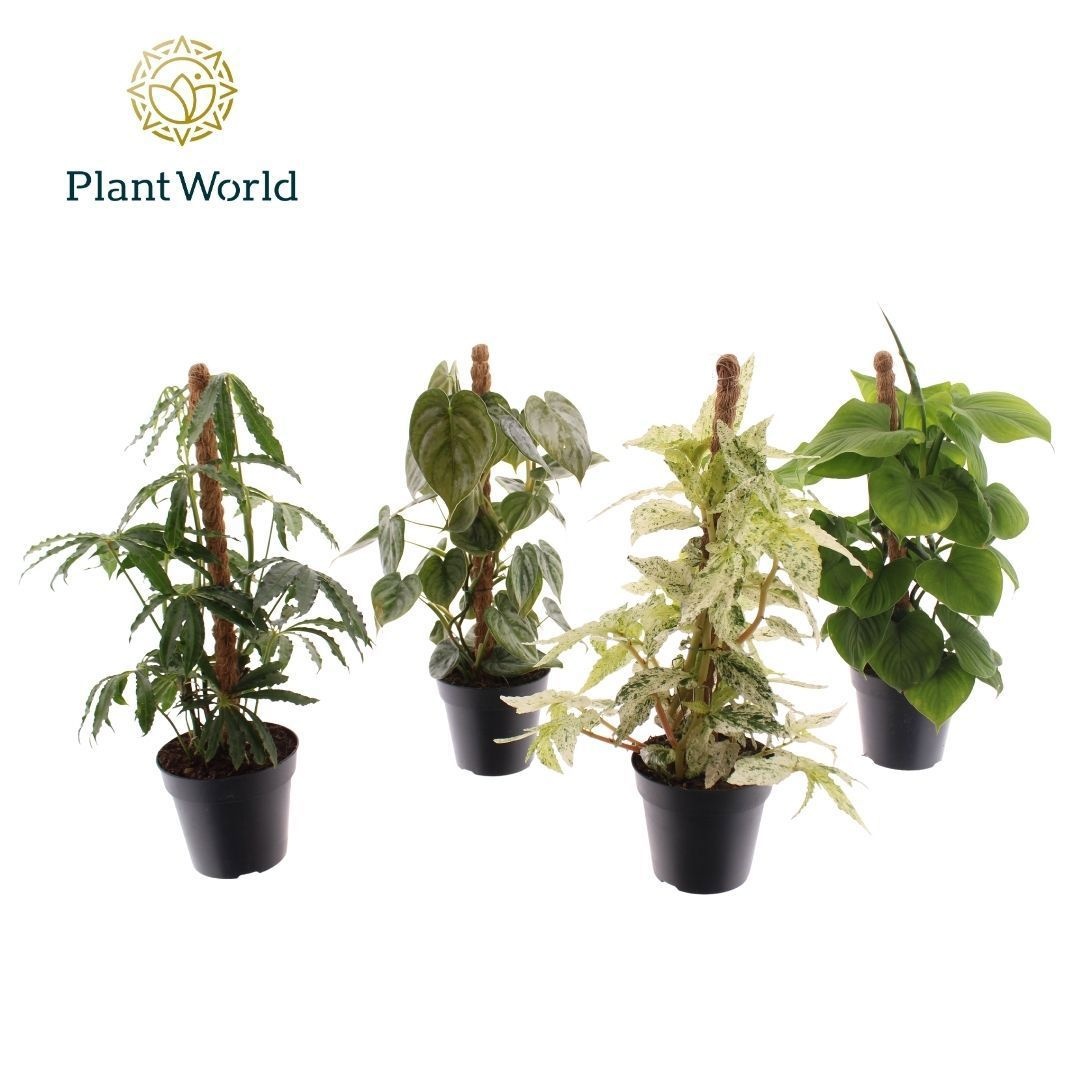 Botanic Mosstok Mix, D 12