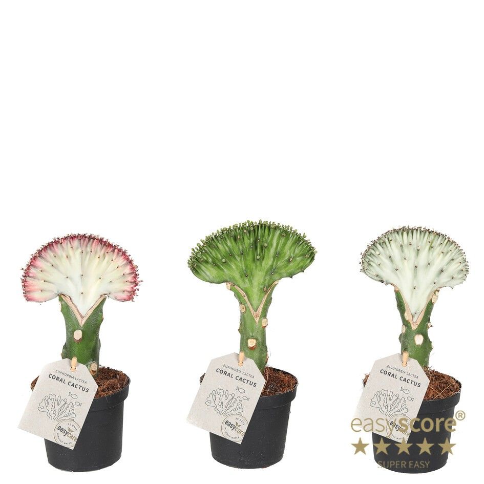 EUPHORBIA LACTEA, D 9