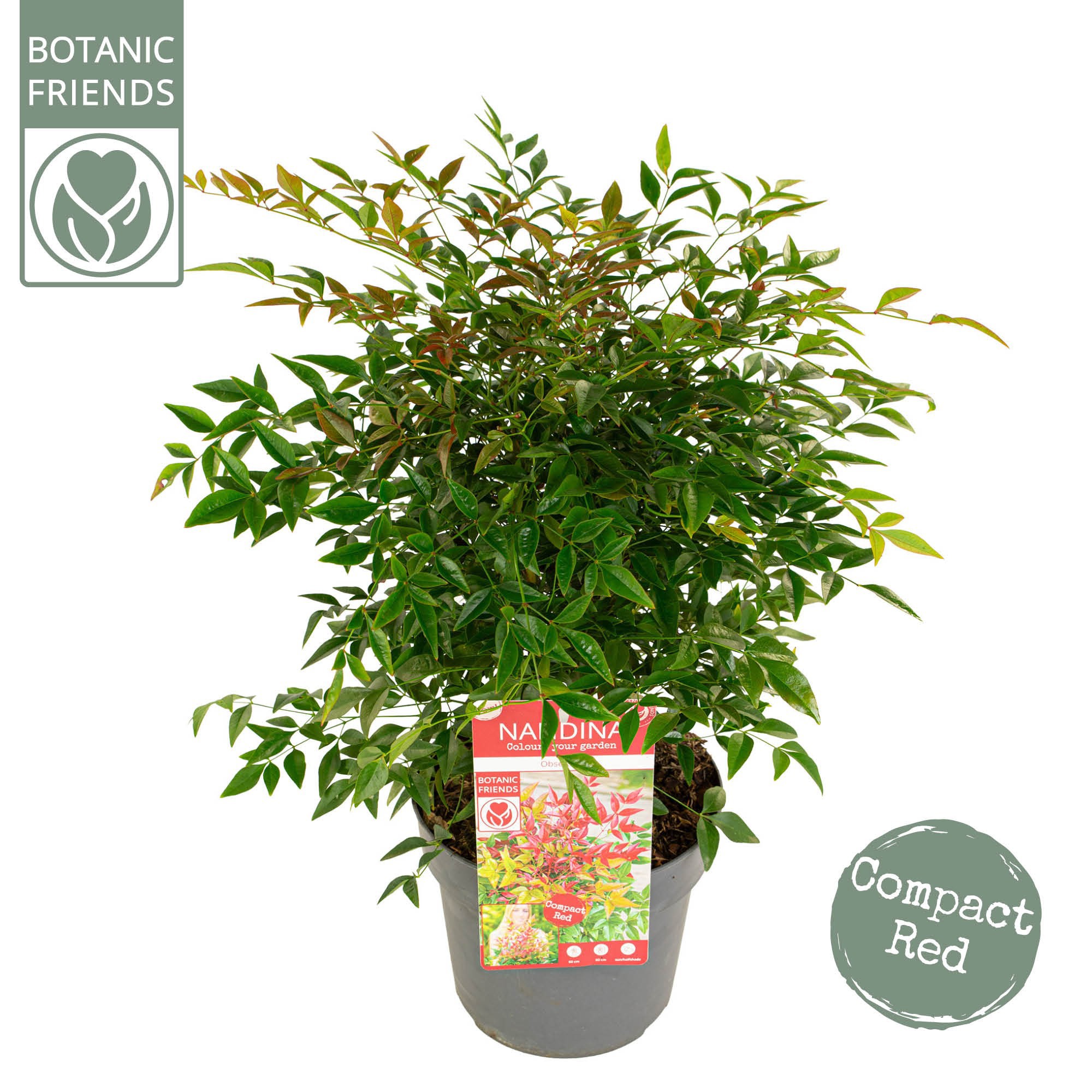 Nandina dom. 'Obsessed', D 19