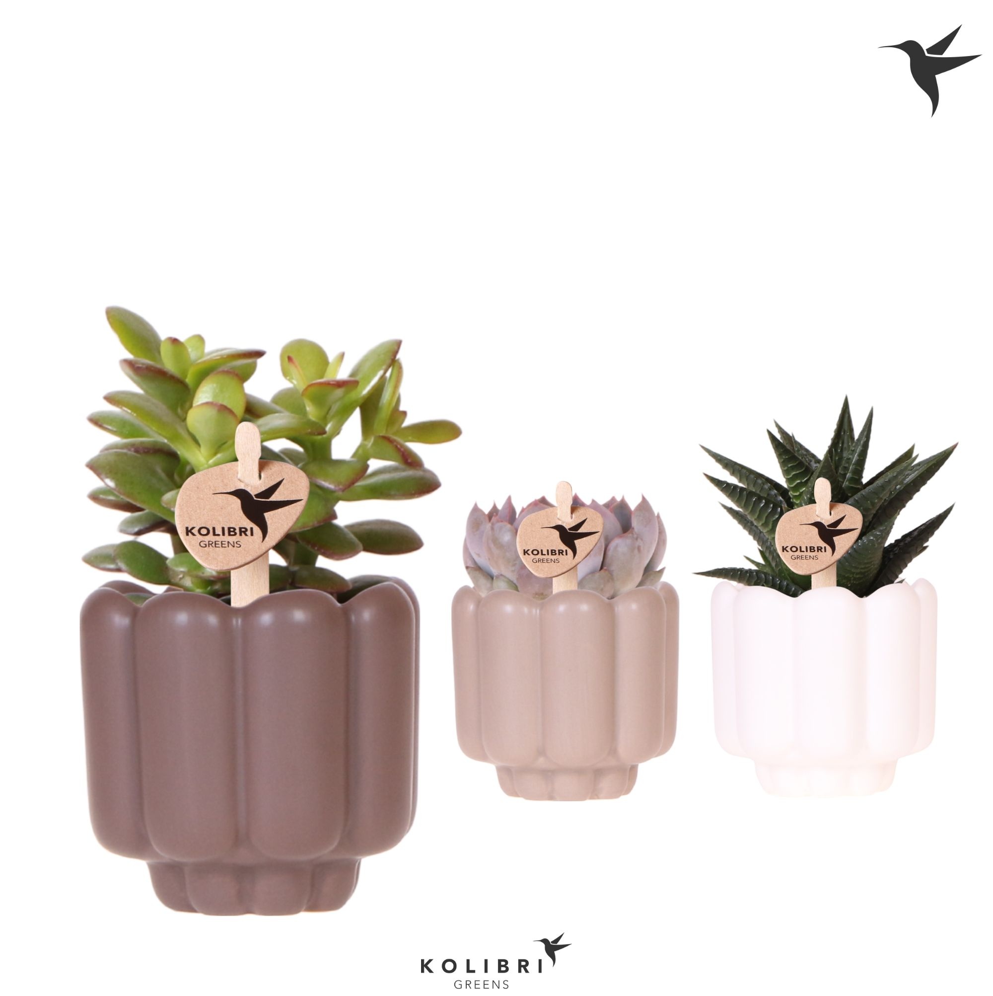 Kolibri Greens Succulenten mix in Retro pot sand mix, D 6