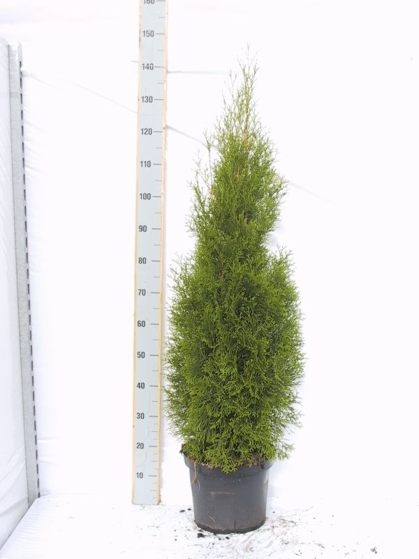 Thuja occidentalis 'Smaragd', D 23