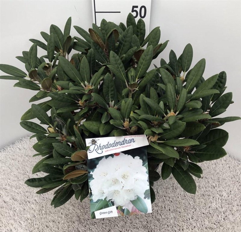 Rhododendron (Y) 'Porzellan', D 29
