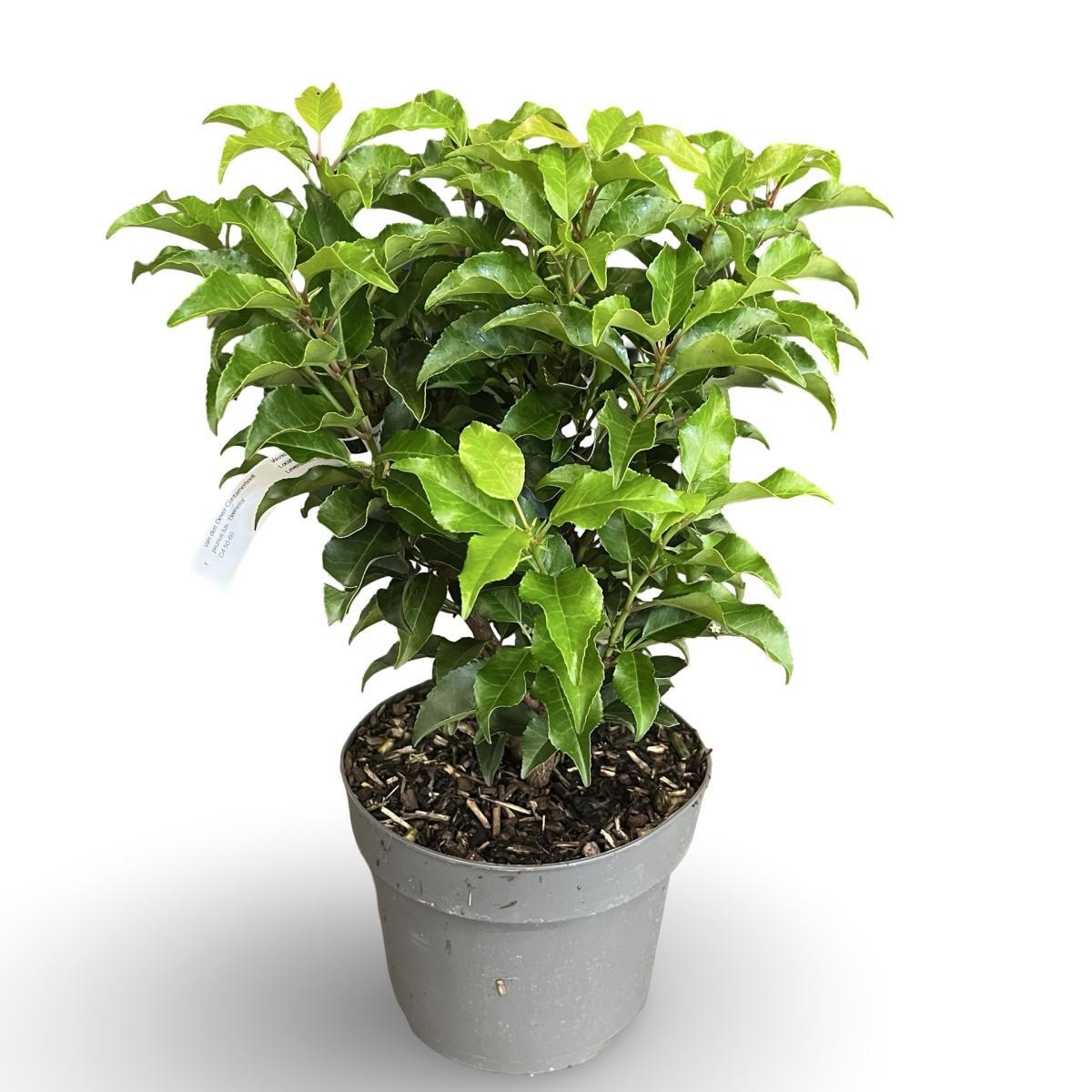 Prunus lusitanica 'Brenelia', D 21