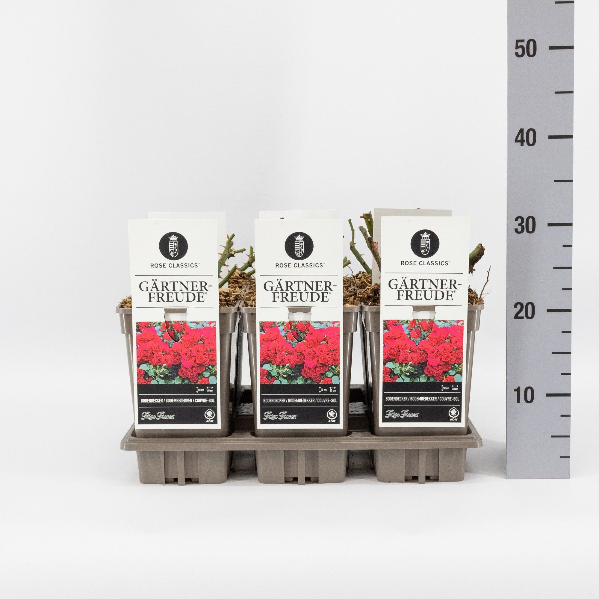 Rosa (P) Gärtnerfreude ®, C3, D 17