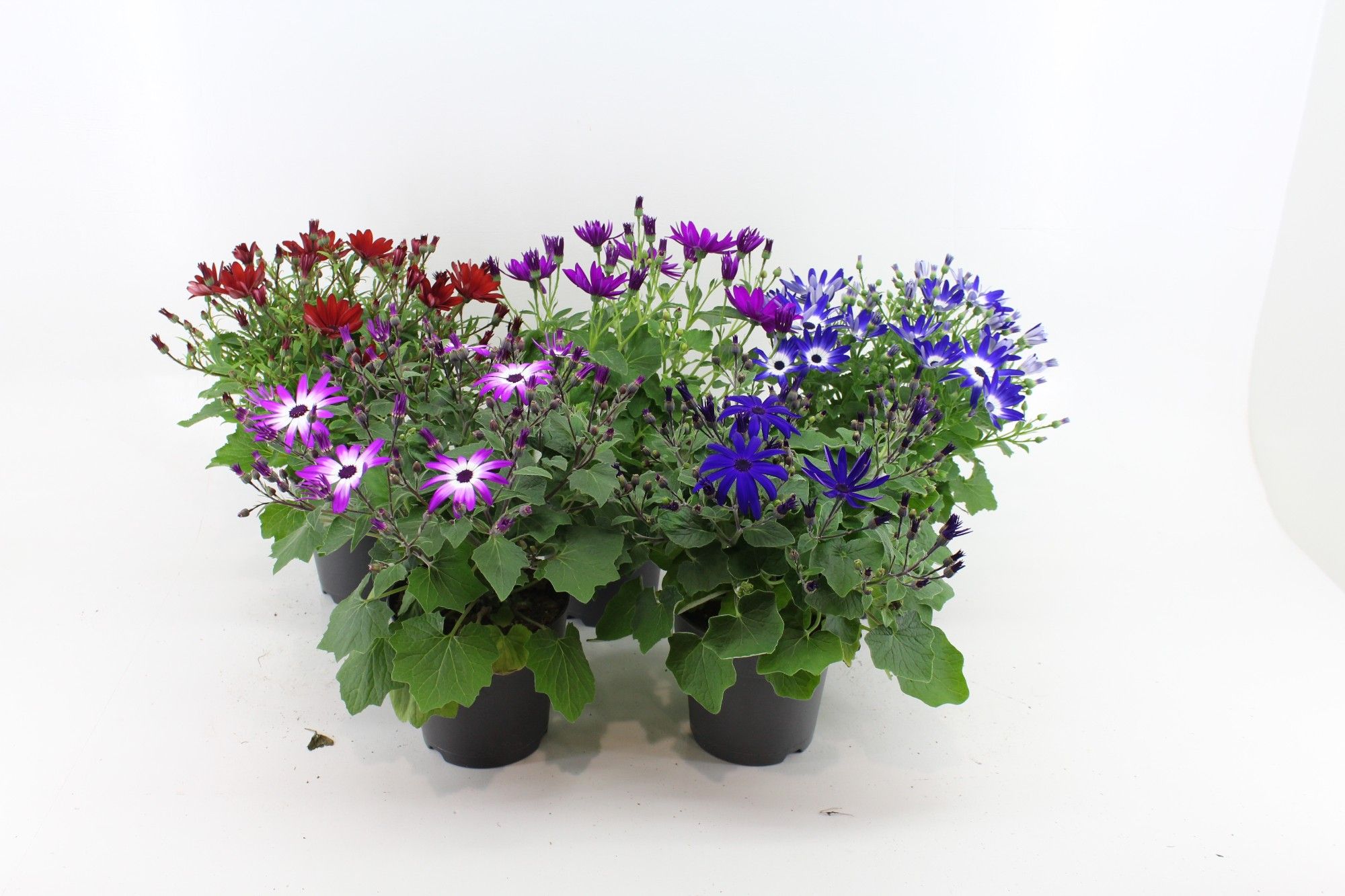 Senecio Senetti Mix Kar, D 15