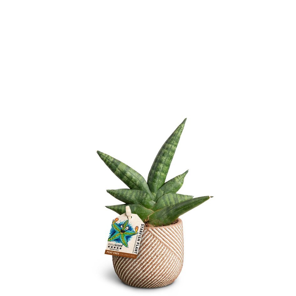 SANSEVIERIA BONCELLENSIS 40630042 Grove, D 7