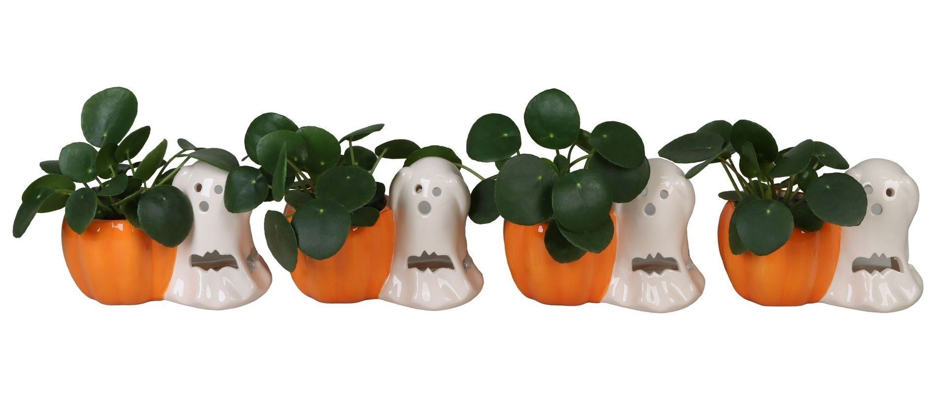 L 66456 With Pilea Peperomides 6 cm, D 6