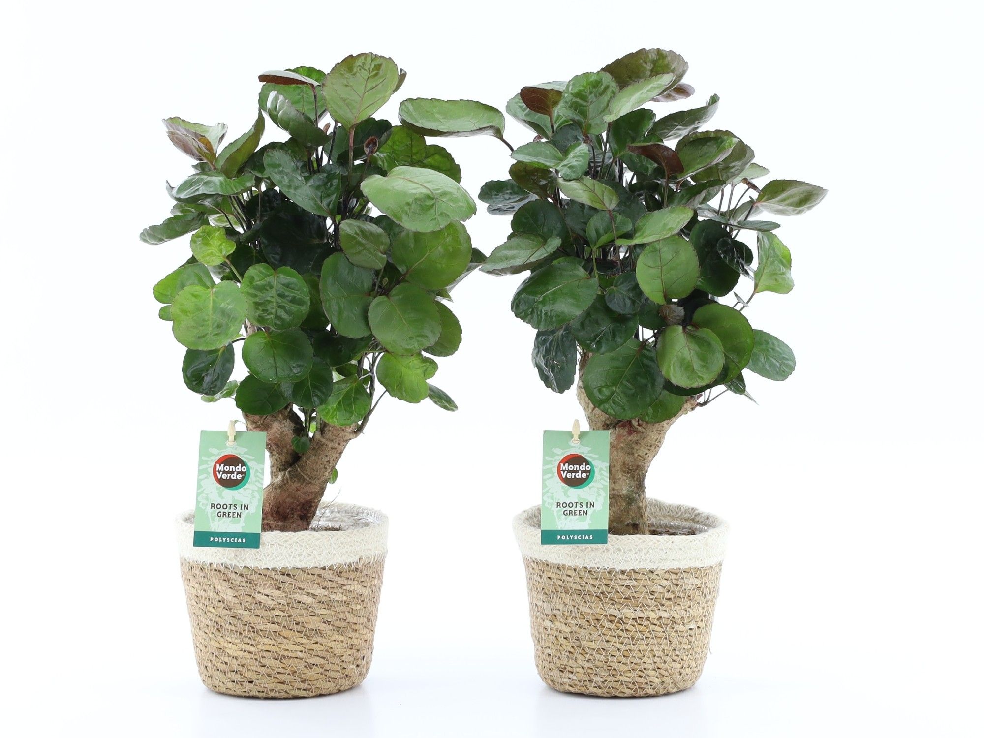 Polyscias Fabian in Noah Korb, D 14