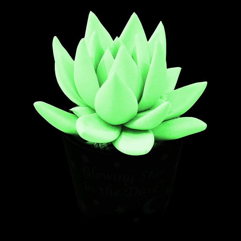 Glowing Star in the Dark mini in potcover, D 6