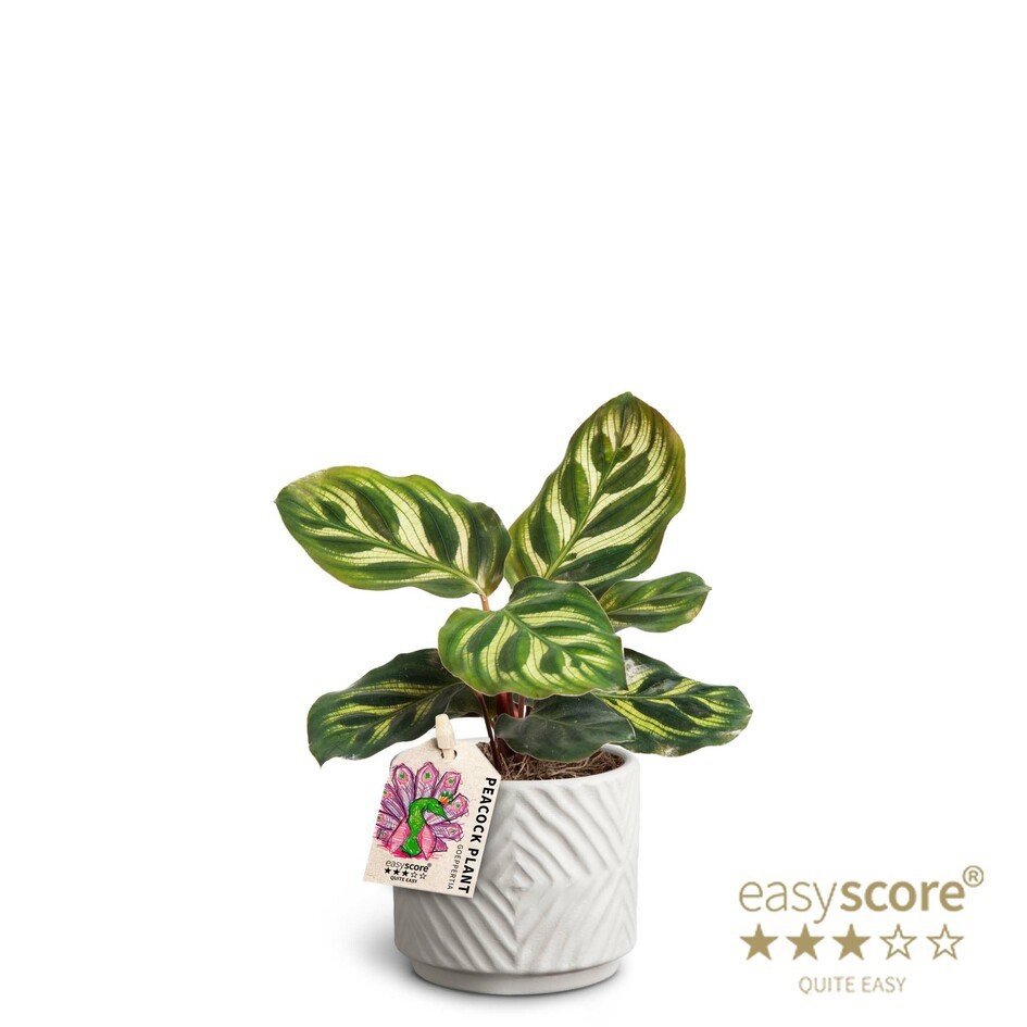 CALATHEA MAKOYANA 40610525 Dune, D 7