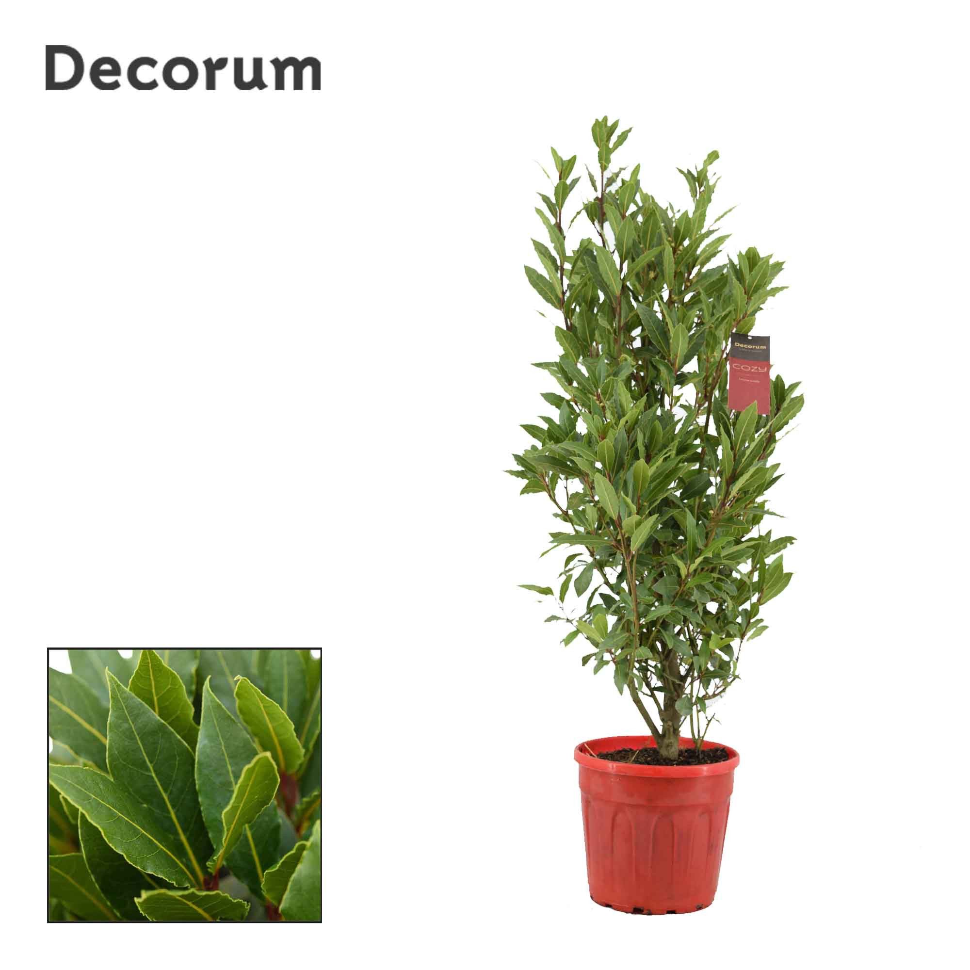 Laurus nobilis Struik, D 25