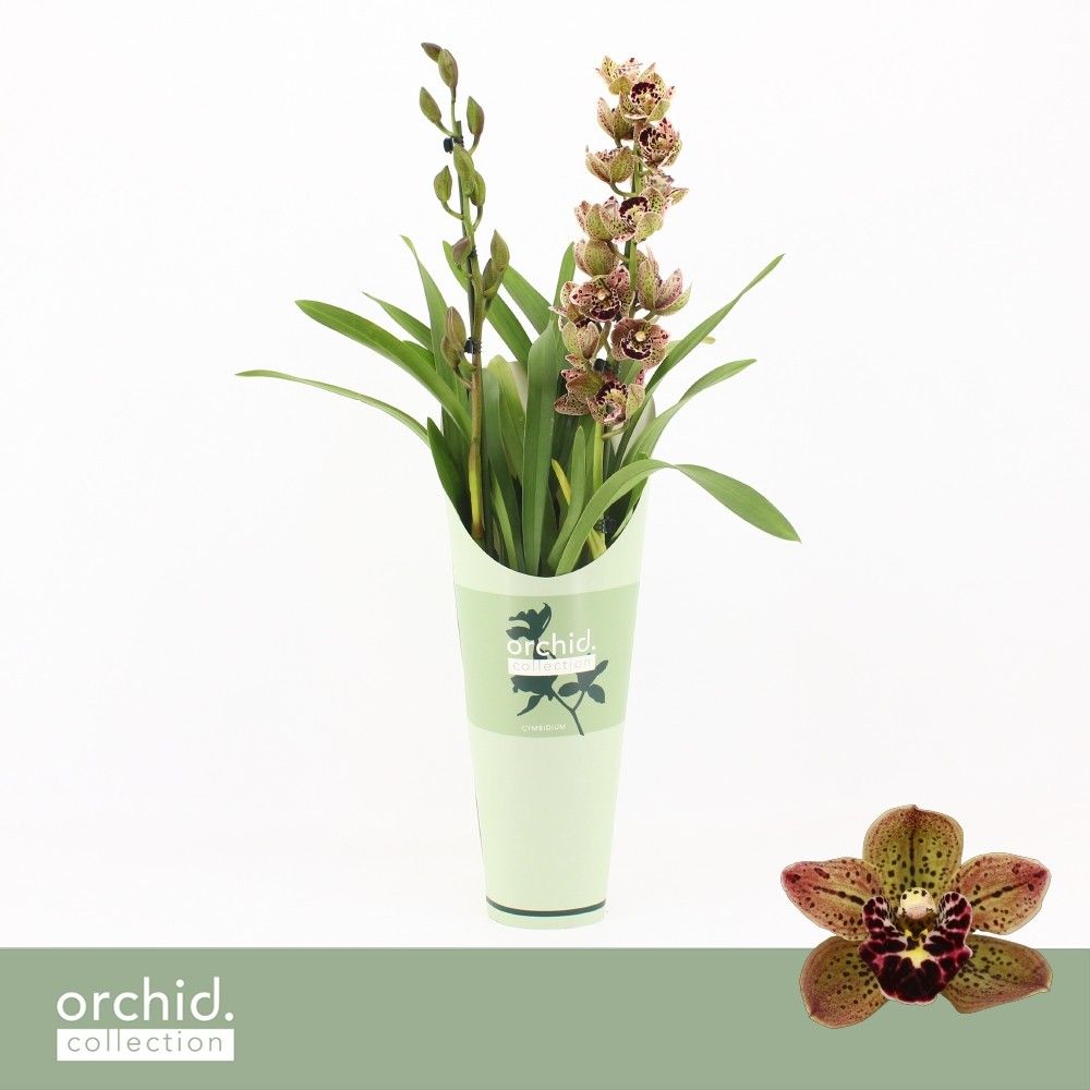 Cymbidium, Magic Bird 2-spike 'Orchid Collection' Potcover, D 12