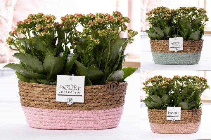 2x Kalanchoe pink in P&PURE Fieldbasket 7, D 12