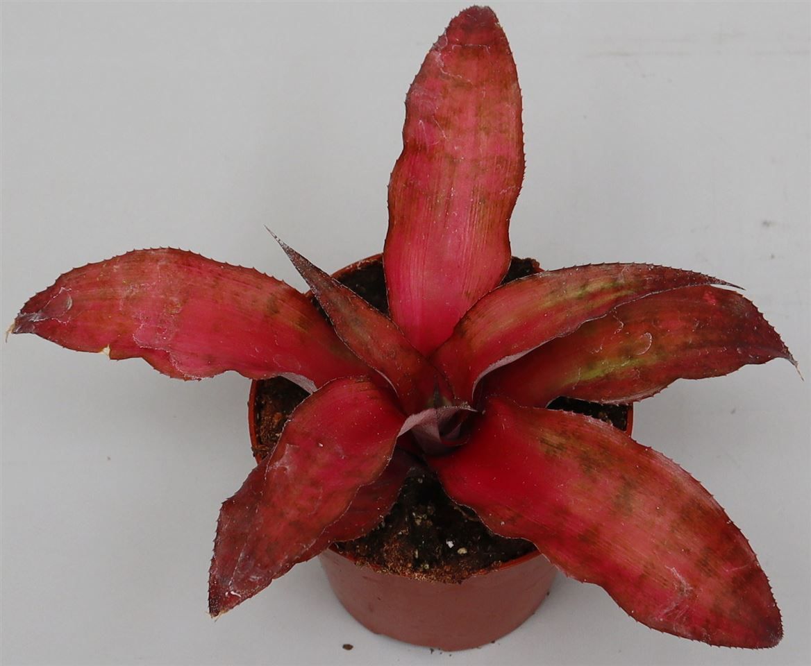 Cryptanthus 'Strawberry Flambee', D 9