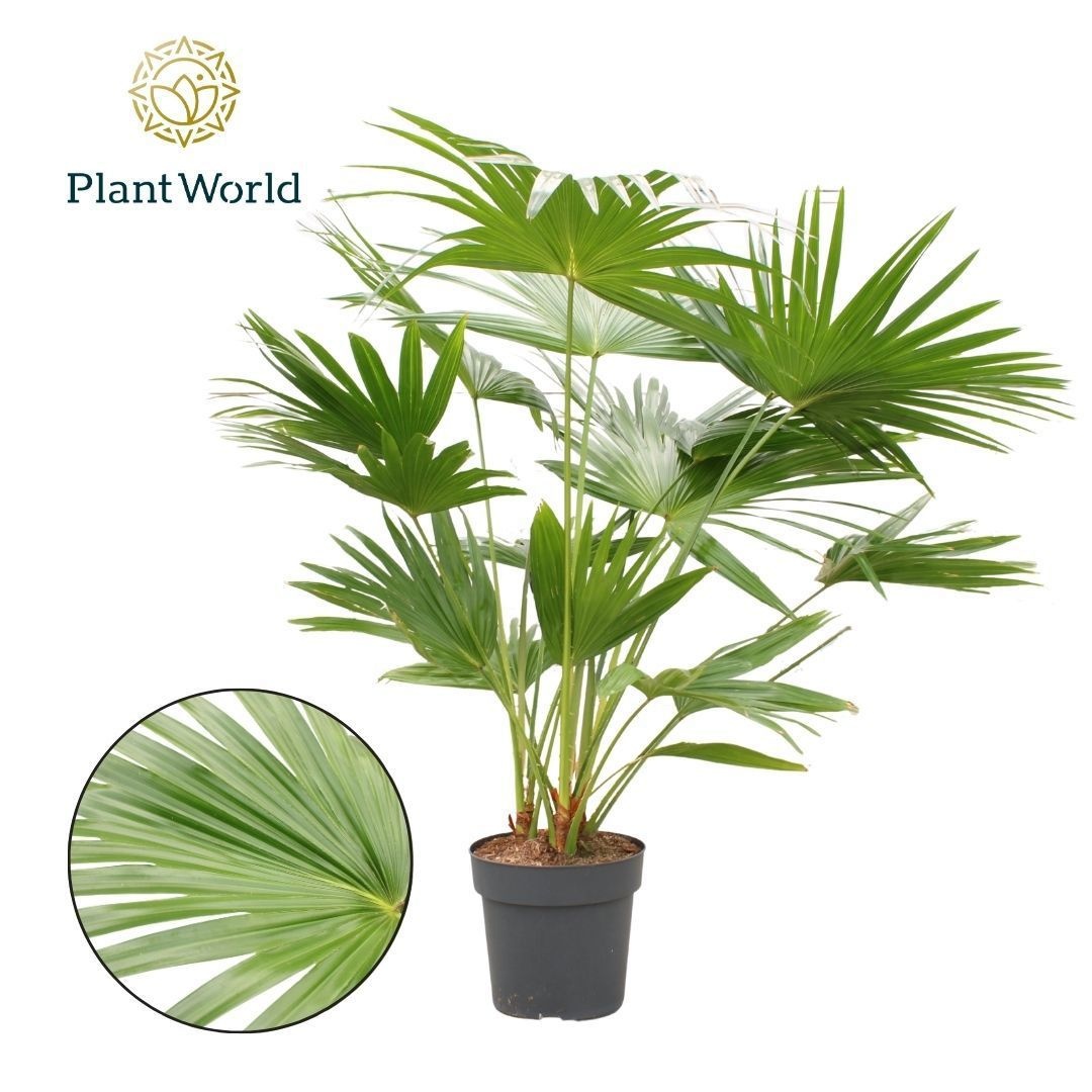 Livistona Rotundifolia 3pp, D 27