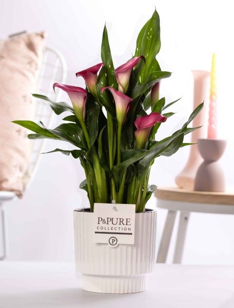 Zantedeschia pink in P&PURE Ivy ceramics shiny white, D 12