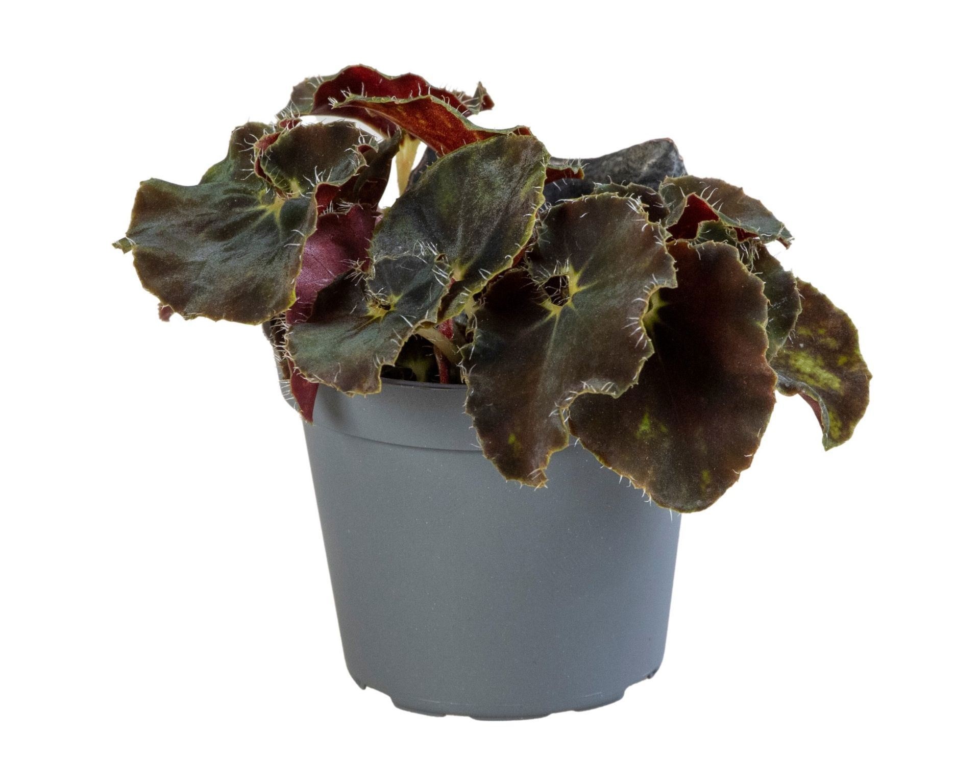Begonia Rex Dark Mambo�, D 6