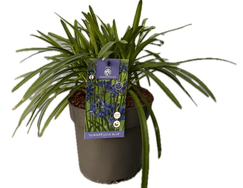 Agapanthus 'Summer love Blue' P19 EVERGREEN, D 19