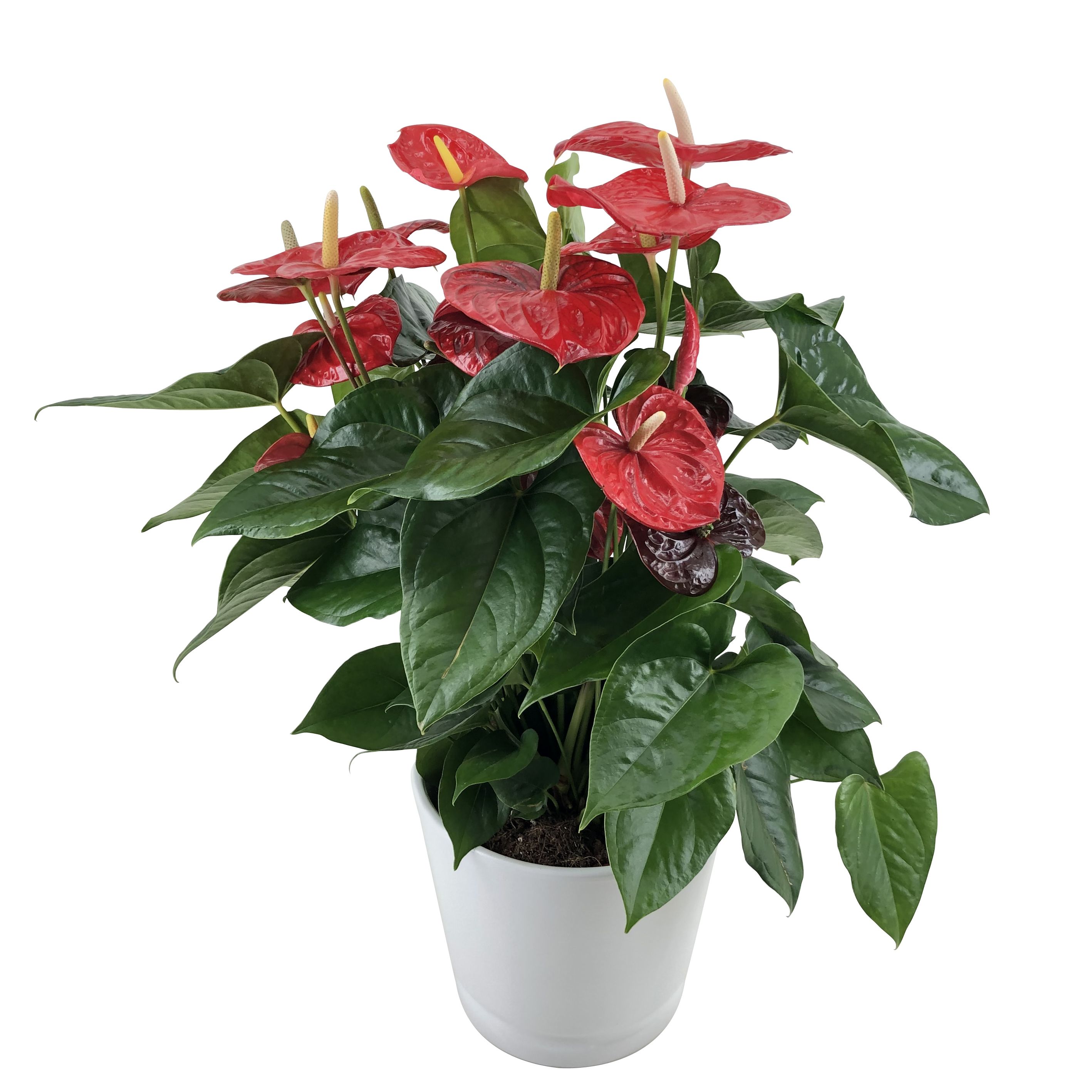 Anthurium XL.88 Aloha Red 24cm met keramieken overpot, D 24