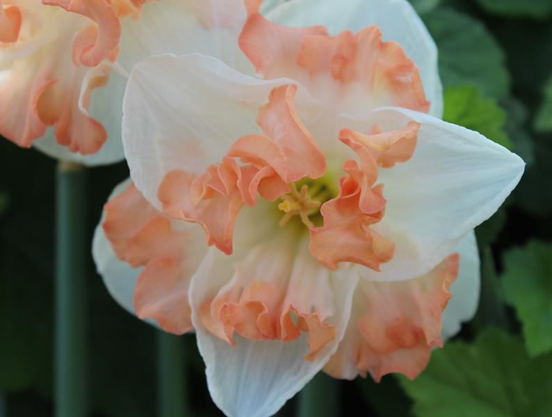 NARCISSUS INCOMPARABILIS 'CASSANOVA', D 11